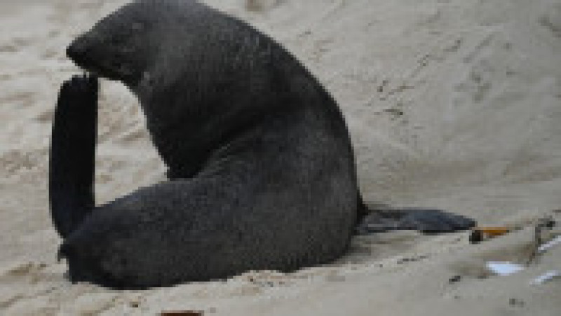 Apariţie rară a unui leu de mare din Antarctica pe plaja Ipanema din Rio de Janeiro. Foto: Profimedia | Poza 16 din 20