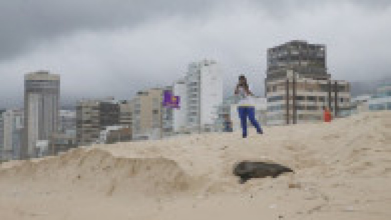 Apariţie rară a unui leu de mare din Antarctica pe plaja Ipanema din Rio de Janeiro. Foto: Profimedia | Poza 2 din 20