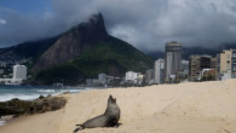 Apariţie rară a unui leu de mare din Antarctica pe plaja Ipanema din Rio de Janeiro. Foto: Profimedia | Poza 1 din 20