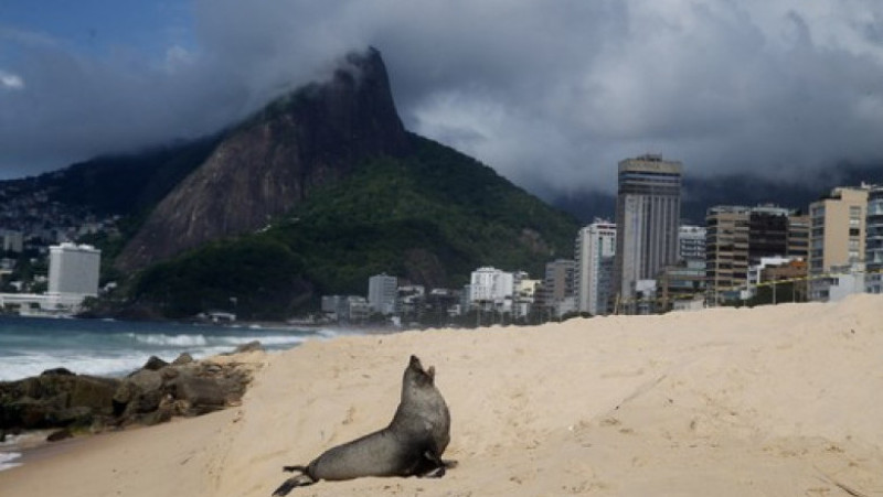Apariţie rară a unui leu de mare din Antarctica pe plaja Ipanema din Rio de Janeiro. Foto: Profimedia