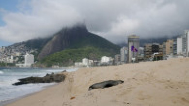 Apariţie rară a unui leu de mare din Antarctica pe plaja Ipanema din Rio de Janeiro. Foto: Profimedia | Poza 4 din 20