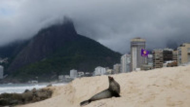 Apariţie rară a unui leu de mare din Antarctica pe plaja Ipanema din Rio de Janeiro. Foto: Profimedia | Poza 12 din 20