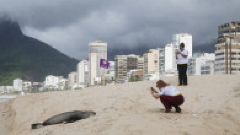 Apariţie rară a unui leu de mare din Antarctica pe plaja Ipanema din Rio de Janeiro. Foto: Profimedia | Poza 9 din 20