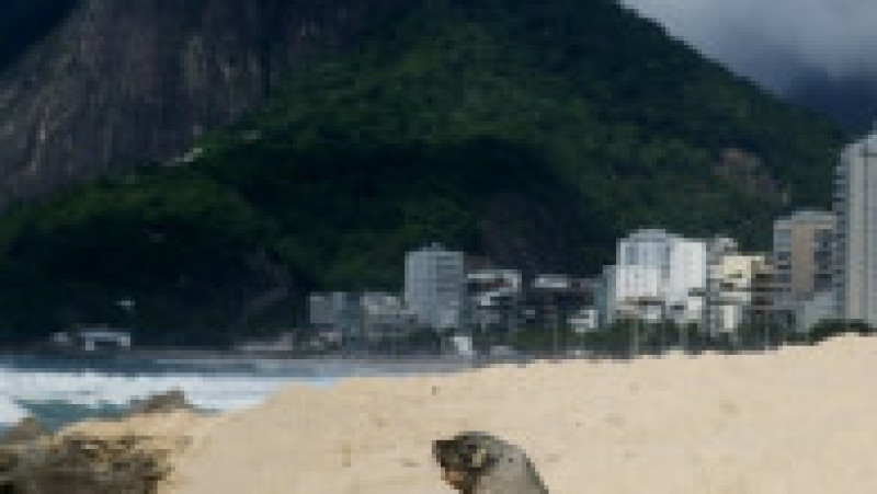 Apariţie rară a unui leu de mare din Antarctica pe plaja Ipanema din Rio de Janeiro. Foto: Profimedia | Poza 10 din 20