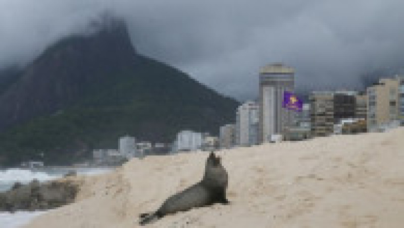 Apariţie rară a unui leu de mare din Antarctica pe plaja Ipanema din Rio de Janeiro. Foto: Profimedia | Poza 11 din 20