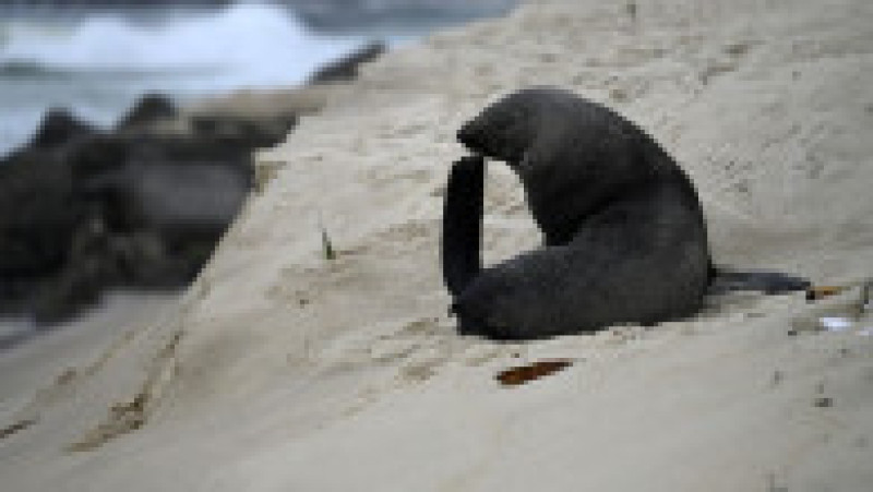 Apariţie rară a unui leu de mare din Antarctica pe plaja Ipanema din Rio de Janeiro. Foto: Profimedia | Poza 13 din 20