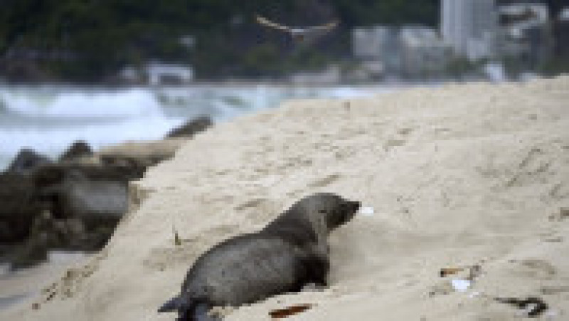Apariţie rară a unui leu de mare din Antarctica pe plaja Ipanema din Rio de Janeiro. Foto: Profimedia | Poza 14 din 20