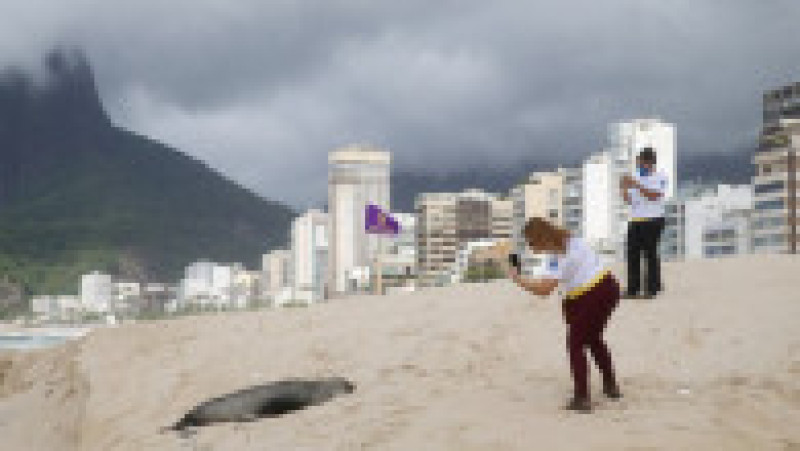 Apariţie rară a unui leu de mare din Antarctica pe plaja Ipanema din Rio de Janeiro. Foto: Profimedia | Poza 8 din 20