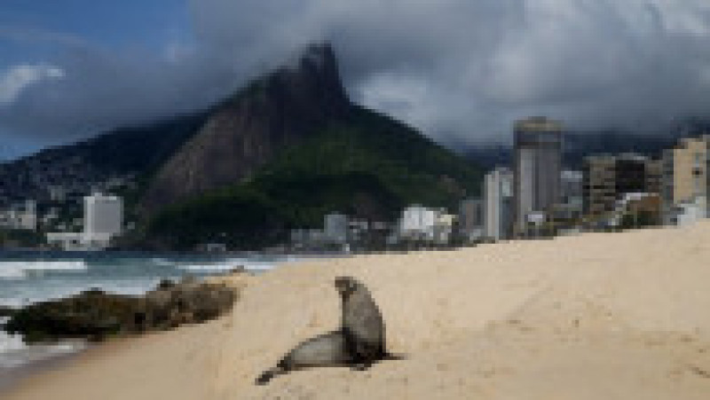 Apariţie rară a unui leu de mare din Antarctica pe plaja Ipanema din Rio de Janeiro. Foto: Profimedia | Poza 5 din 20