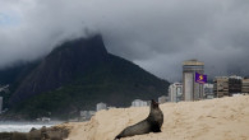 Apariţie rară a unui leu de mare din Antarctica pe plaja Ipanema din Rio de Janeiro. Foto: Profimedia | Poza 7 din 20