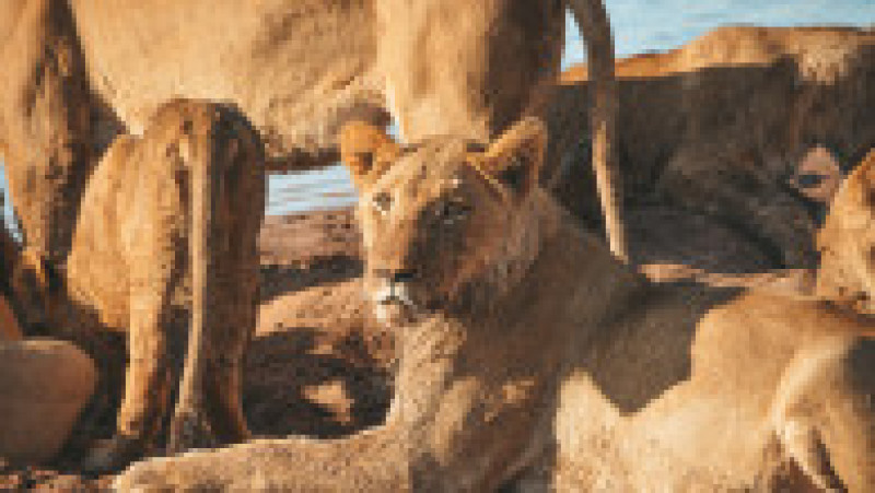 În safari în Parcul Național Matusadona, Zimbabwe. Foto: Shutterstock | Poza 1 din 5