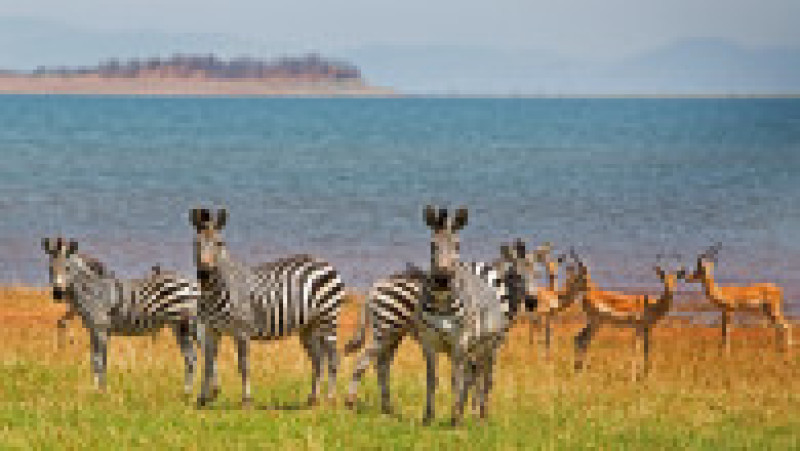 Zebre (Equus quagga) și Impala stând pe câmpiile luxuriante din Parcul Național de pe marginea Lacului Kariba, Zimbabwe. Foto: Shutterstock | Poza 5 din 5