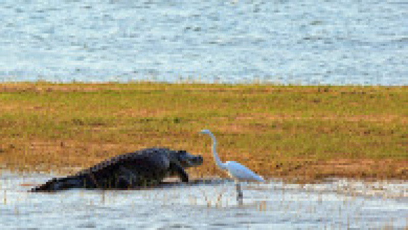 Crocodil mare de Nil și o egretă pe malul lacului Kariba. Parcul Național Matusadona, Zimbabwe. FotoȘ Shutterstock | Poza 4 din 5