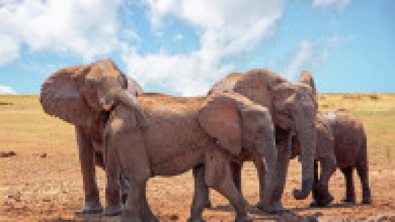 În safari în Parcul Național Matusadona, Zimbabwe. Foto: Shutterstock | Poza 2 din 5