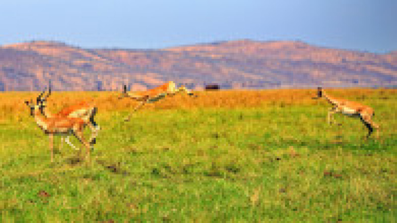 În safari în Parcul Național Matusadona, Zimbabwe. Foto: Shutterstock | Poza 3 din 5