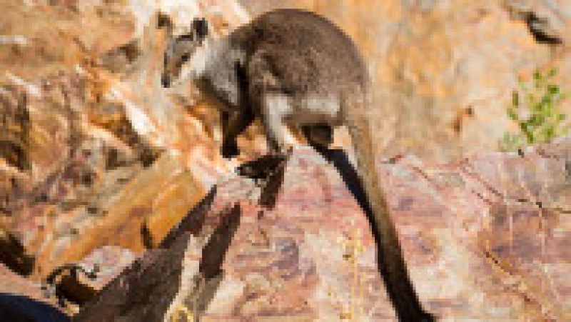 Bungle Bungles sunt o serie de turnuri de nisip uimitoare, cu dungi portocalii și gri, care au fost formate acum milioane de ani din sedimente marine și eroziune naturală. Foto: Shutterstock | Poza 1 din 2