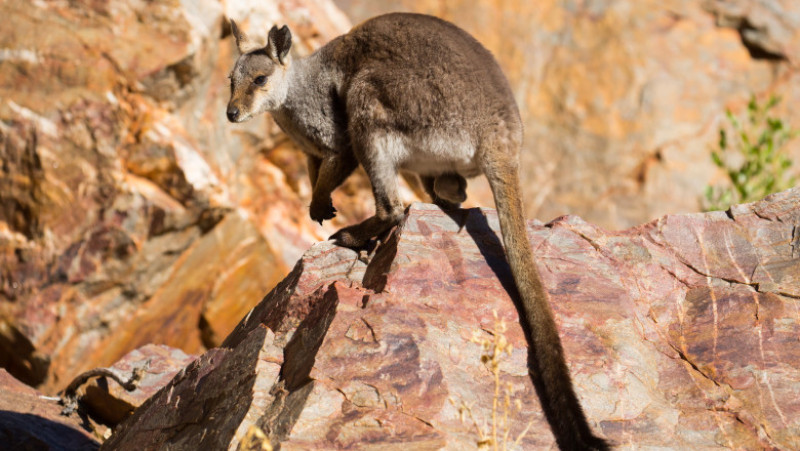 Bungle Bungles sunt o serie de turnuri de nisip uimitoare, cu dungi portocalii și gri, care au fost formate acum milioane de ani din sedimente marine și eroziune naturală. Foto: Shutterstock