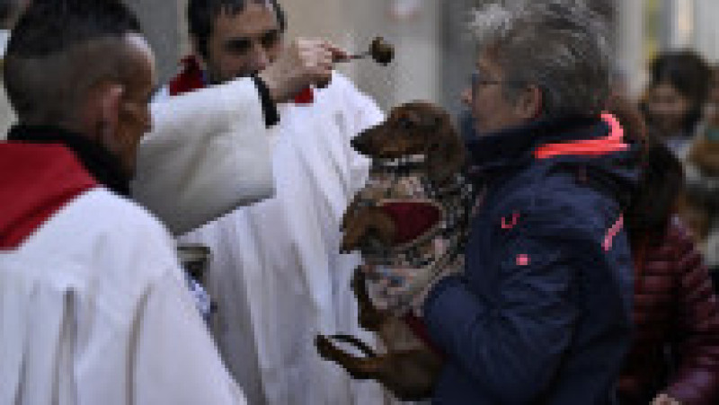 Ritualul Sfântului Antonie Starețul: Animalele de companie, binecuvântate cu apă sfințită. Foto: Profimedia | Poza 1 din 13