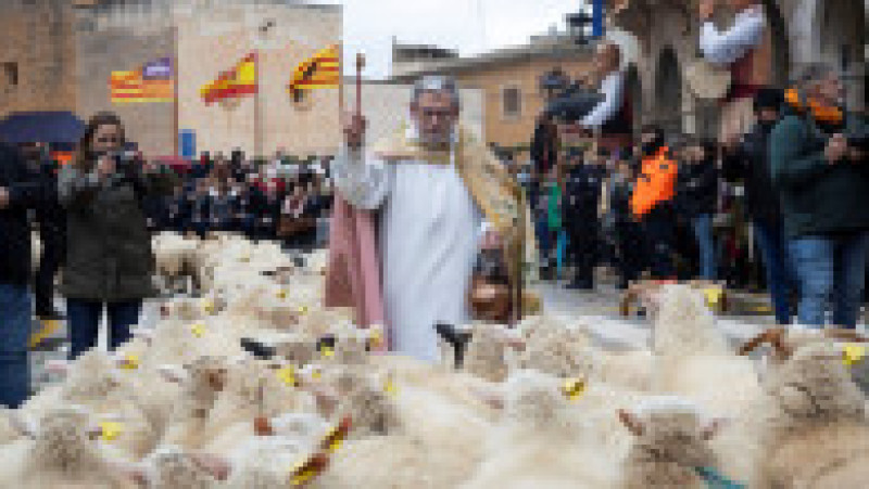 Ritualul Sfântului Antonie Starețul: Animalele de companie, binecuvântate cu apă sfințită. Foto: Profimedia | Poza 10 din 13