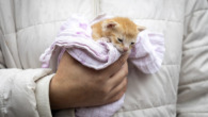 Ritualul Sfântului Antonie Starețul: Animalele de companie, binecuvântate cu apă sfințită. Foto: Profimedia | Poza 12 din 13