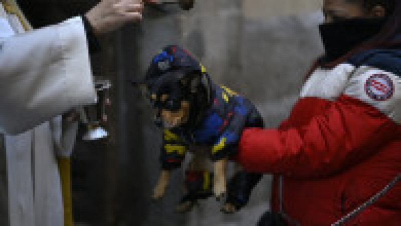 Ritualul Sfântului Antonie Starețul: Animalele de companie, binecuvântate cu apă sfințită. Foto: Profimedia | Poza 5 din 13