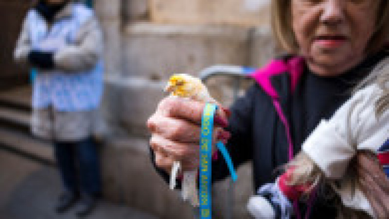 Ritualul Sfântului Antonie Starețul: Animalele de companie, binecuvântate cu apă sfințită. Foto: Profimedia | Poza 6 din 13