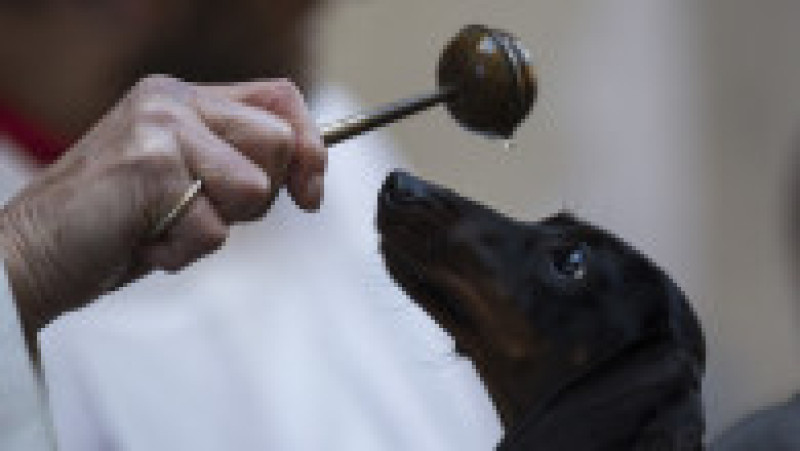 Ritualul Sfântului Antonie Starețul: Animalele de companie, binecuvântate cu apă sfințită. Foto: Profimedia | Poza 7 din 13