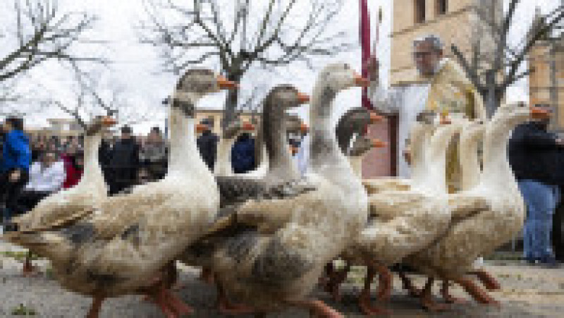 Ritualul Sfântului Antonie Starețul: Animalele de companie, binecuvântate cu apă sfințită. Foto: Profimedia | Poza 2 din 13