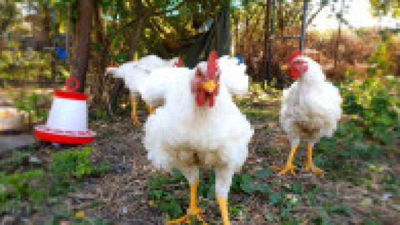 Georgiana și Sorin s-au mutat din București la sat, în Ialomița. Sursa foto: arhivă personală | Poza 26 din 34