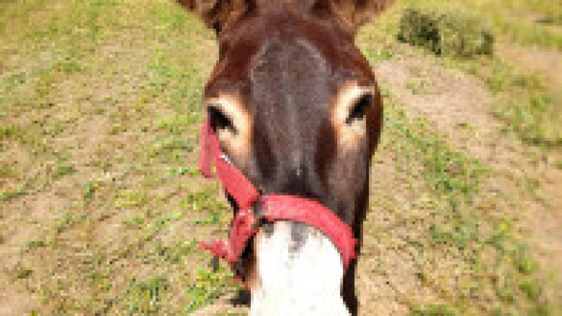 Georgiana și Sorin s-au mutat din București la sat, în Ialomița. Sursa foto: arhivă personală | Poza 33 din 34