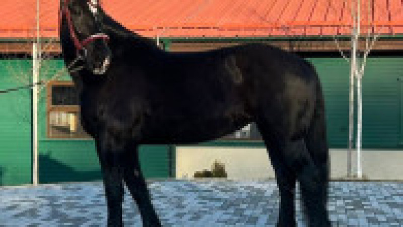 Roma, un exemplar din rasa Percheron American, e vedeta bazei hipice a USV Iași. Sursa foto: Facebook/ USV „Ion Ionescu de la Brad” Iaşi | Poza 4 din 4