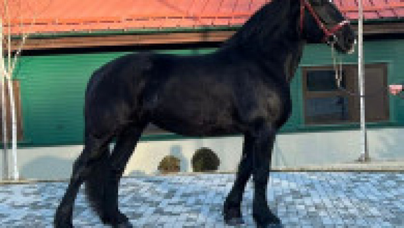 Roma, un exemplar din rasa Percheron American, e vedeta bazei hipice a USV Iași. Sursa foto: Facebook/ USV „Ion Ionescu de la Brad” Iaşi | Poza 2 din 4