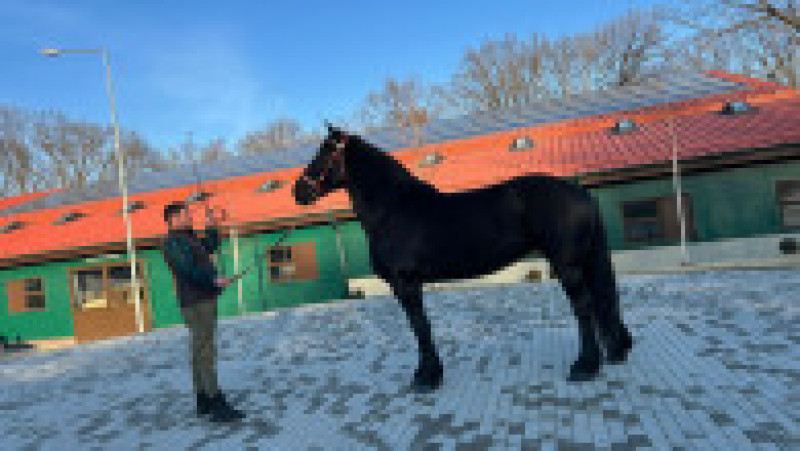 Roma, un exemplar din rasa Percheron American, e vedeta bazei hipice a USV Iași. Sursa foto: Facebook/ USV „Ion Ionescu de la Brad” Iaşi | Poza 3 din 4