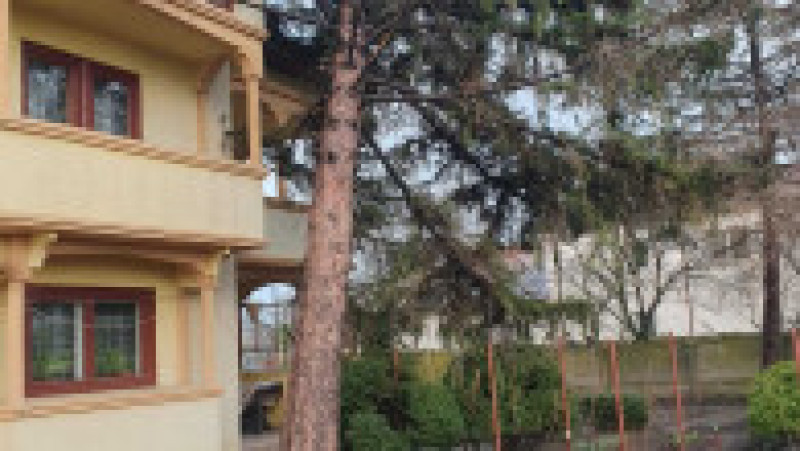 poza copaci cazuti sursa isu teleorman 130325 (4) | Poza 5 din 7