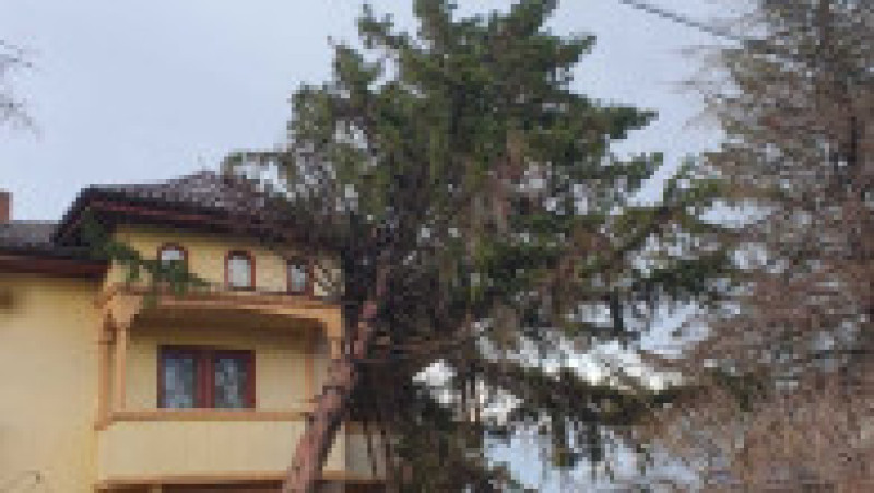 poza copaci cazuti sursa isu teleorman 130325 (3) | Poza 4 din 7