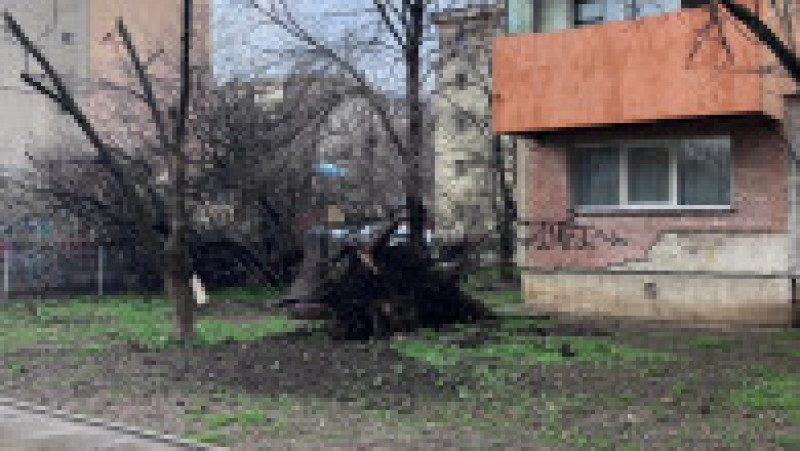 poza copaci cazuti sursa isu teleorman 130325 (1) | Poza 1 din 7