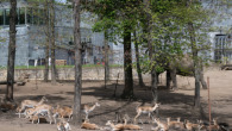 În Grădina Zoologică din Nyiregyhaza trăiesc 5.000 de animale. Sursa foto: Ovi D. Pop | Poza 17 din 18
