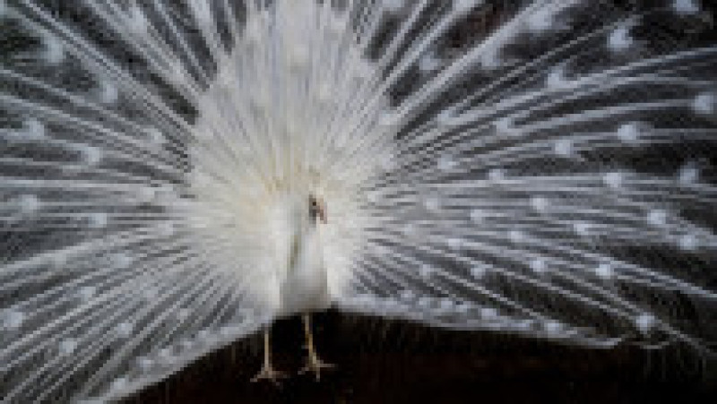 În Grădina Zoologică din Nyiregyhaza trăiesc 5.000 de animale. Sursa foto: Ovi D. Pop | Poza 18 din 18