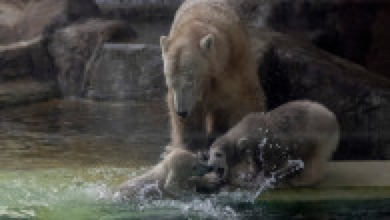 În Grădina Zoologică din Nyiregyhaza trăiesc 5.000 de animale. Sursa foto: Ovi D. Pop | Poza 4 din 18