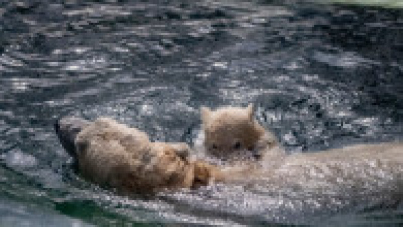 În Grădina Zoologică din Nyiregyhaza trăiesc 5.000 de animale. Sursa foto: Ovi D. Pop | Poza 2 din 18