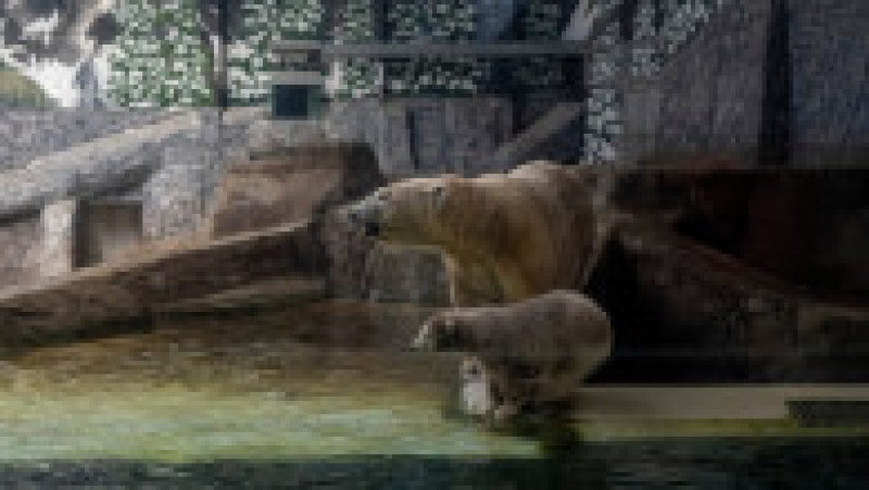 În Grădina Zoologică din Nyiregyhaza trăiesc 5.000 de animale. Sursa foto: Ovi D. Pop | Poza 3 din 18