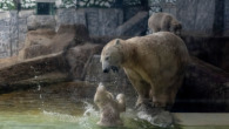 În Grădina Zoologică din Nyiregyhaza trăiesc 5.000 de animale. Sursa foto: Ovi D. Pop | Poza 5 din 18