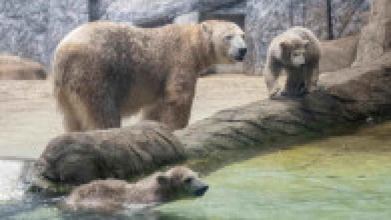 În Grădina Zoologică din Nyiregyhaza trăiesc 5.000 de animale. Sursa foto: Ovi D. Pop | Poza 6 din 18