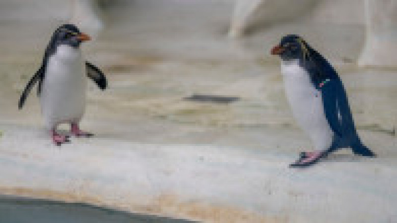 În Grădina Zoologică din Nyiregyhaza trăiesc 5.000 de animale. Sursa foto: Ovi D. Pop | Poza 11 din 18