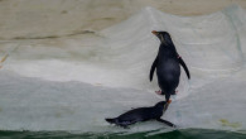 În Grădina Zoologică din Nyiregyhaza trăiesc 5.000 de animale. Sursa foto: Ovi D. Pop | Poza 13 din 18