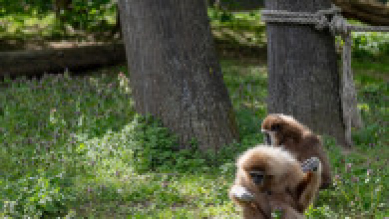 În Grădina Zoologică din Nyiregyhaza trăiesc 5.000 de animale. Sursa foto: Ovi D. Pop | Poza 15 din 18