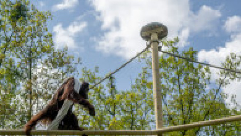 În Grădina Zoologică din Nyiregyhaza trăiesc 5.000 de animale. Sursa foto: Ovi D. Pop | Poza 16 din 18