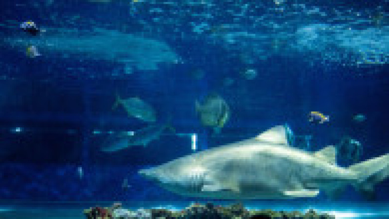 În Grădina Zoologică din Nyiregyhaza trăiesc 5.000 de animale. Sursa foto: Ovi D. Pop | Poza 10 din 18