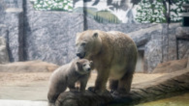 În Grădina Zoologică din Nyiregyhaza trăiesc 5.000 de animale. Sursa foto: Ovi D. Pop | Poza 7 din 18