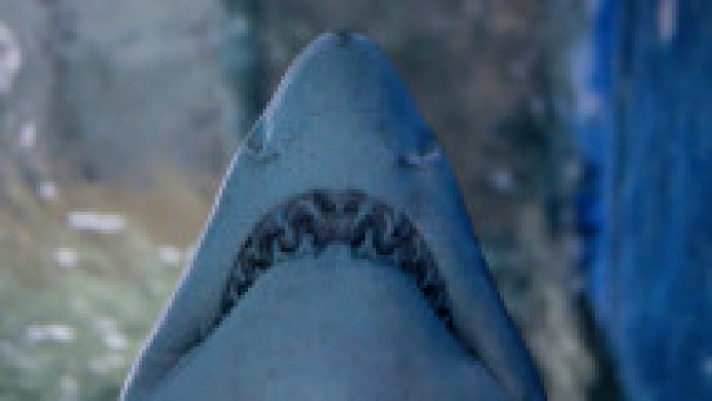 În Grădina Zoologică din Nyiregyhaza trăiesc 5.000 de animale. Sursa foto: Ovi D. Pop | Poza 8 din 18